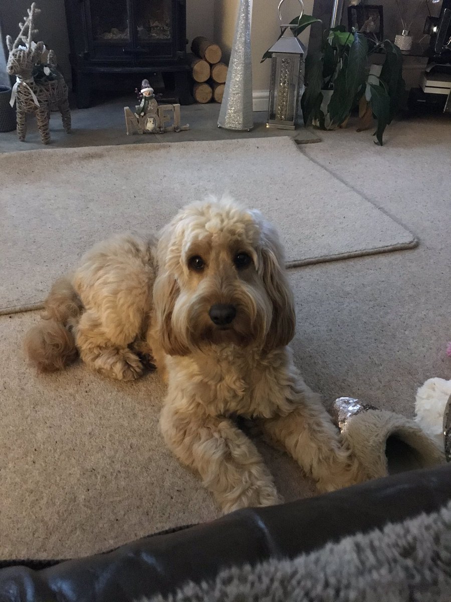 nissx32's tweet photo. My girl 😍🐶 https://t.co/OCrCebbChd