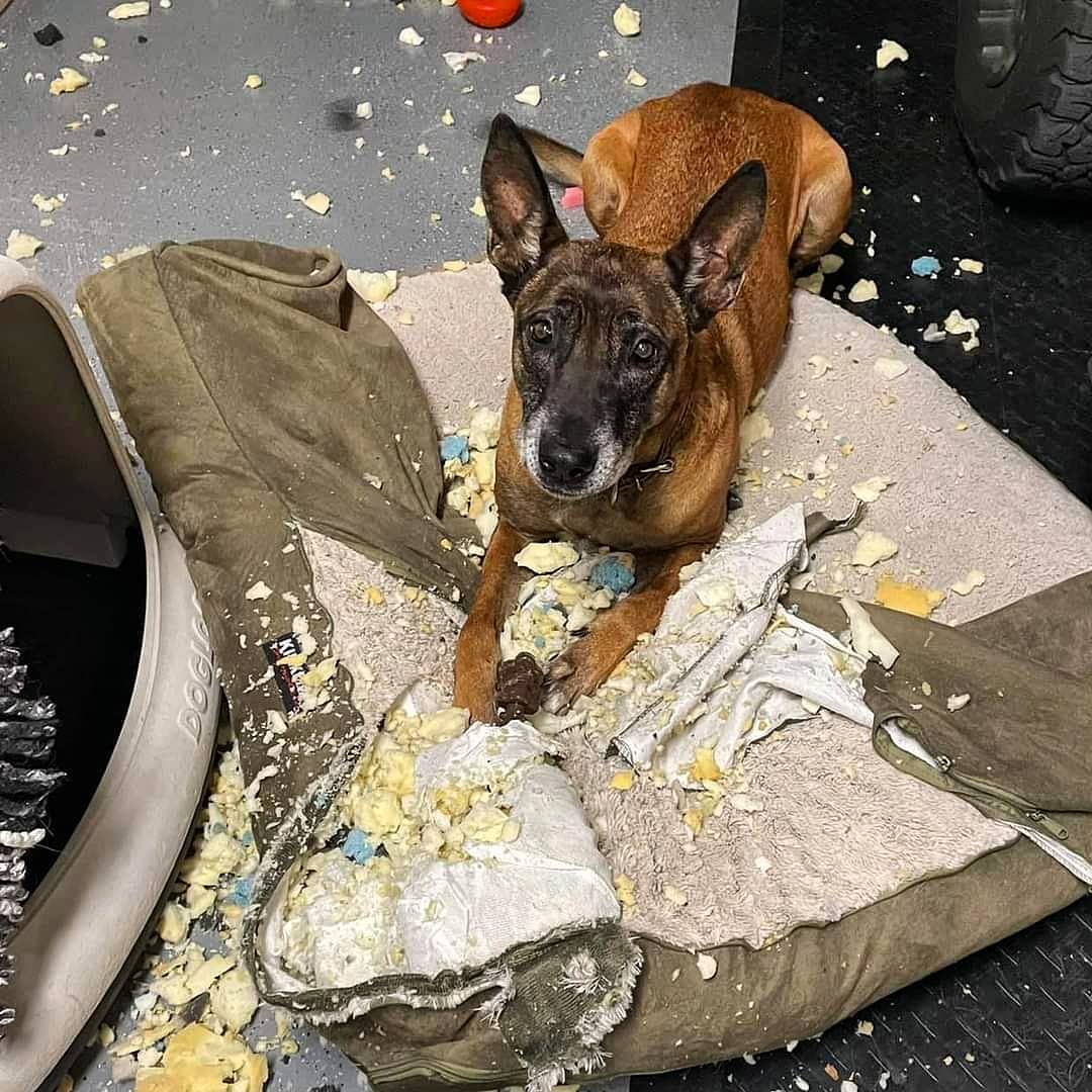 k9sofvalor's tweet photo. "A few weeks ago we posted on K9 Bono &amp; his exploding bed. Our friends at @k9sofvalor were quick to send help w/ not 1 but 2 new beds! We will keep a watchful eye on Bono as he enjoys his new bed. (Retired) K9 Ben &amp; his 14 year old bones appreciate the upgrade too!"
~Concord PD https://t.co/APAYXNH3wF