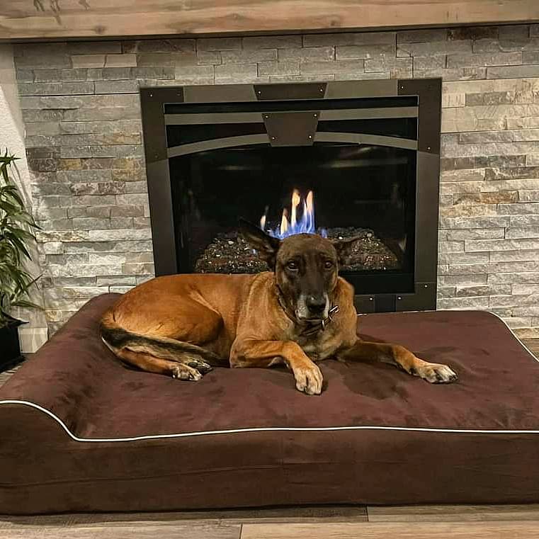k9sofvalor's tweet photo. "A few weeks ago we posted on K9 Bono &amp; his exploding bed. Our friends at @k9sofvalor were quick to send help w/ not 1 but 2 new beds! We will keep a watchful eye on Bono as he enjoys his new bed. (Retired) K9 Ben &amp; his 14 year old bones appreciate the upgrade too!"
~Concord PD https://t.co/APAYXNH3wF