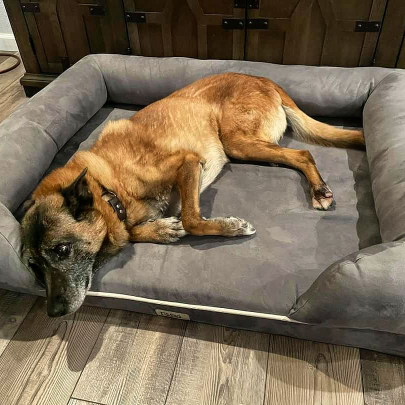 k9sofvalor's tweet photo. "A few weeks ago we posted on K9 Bono &amp; his exploding bed. Our friends at @k9sofvalor were quick to send help w/ not 1 but 2 new beds! We will keep a watchful eye on Bono as he enjoys his new bed. (Retired) K9 Ben &amp; his 14 year old bones appreciate the upgrade too!"
~Concord PD https://t.co/APAYXNH3wF