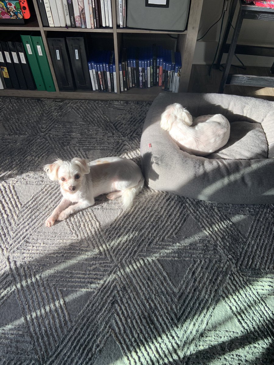 aaronvps's tweet image. My dogs are cats.