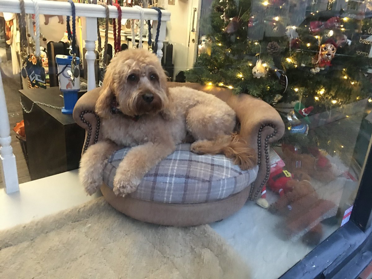 Rumba Foundation tweet media