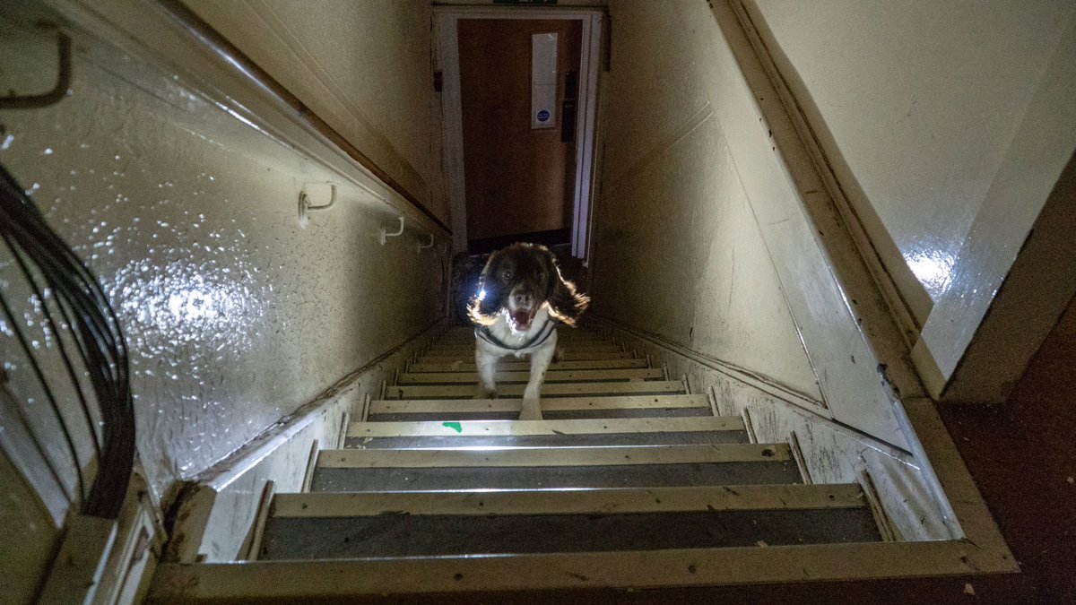 St Annes Fire (@stannesfire) on Twitter photo The crew here had a slightly different training day, playing Hide and Seek with <a href="/LancashireFRS/">Lancashire Fire & Rescue Service</a> search dogs <a href="/firesearchdogs/">LFRS Fire Search and Rescue Dogs</a> and from <a href="/merseyfiredogs/">MerseyFireDogs</a> #999family #trainhardplayhard The crew here had a slightly different training day, playing Hide and Seek with <a href="/LancashireFRS/">Lancashire Fire & Rescue Service</a> search dogs <a href="/firesearchdogs/">LFRS Fire Search and Rescue Dogs</a> and from <a href="/merseyfiredogs/">MerseyFireDogs</a> #999family #trainhardplayhard