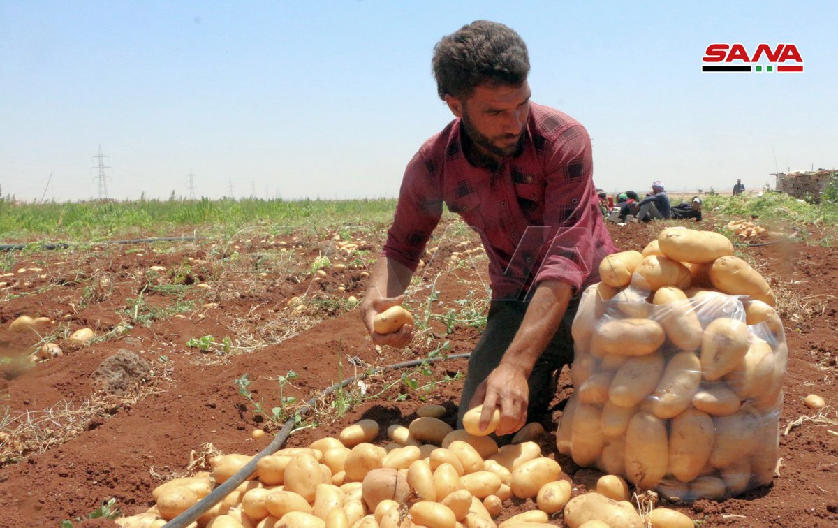 صور سانا زيادة كبيرة في المساحات المزروعة بالبطاطا.. نحو 24.5 ألف طن تقديرات إنتاج البطاطا الخريفية في درعا.