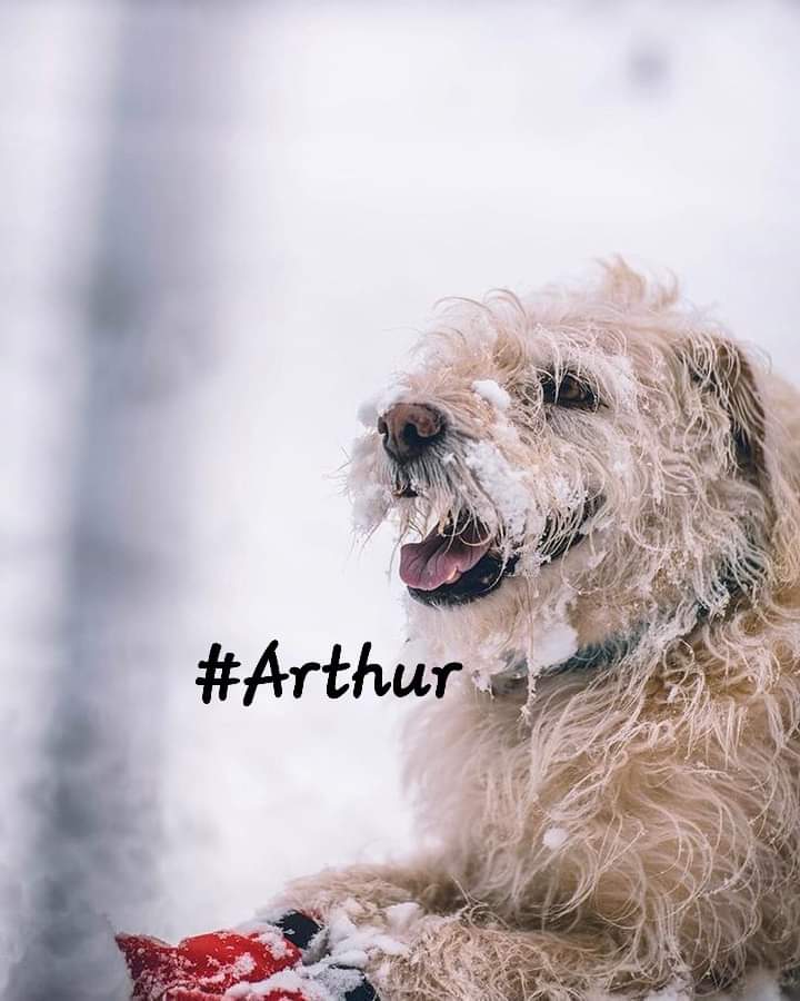 #Arthur 💔