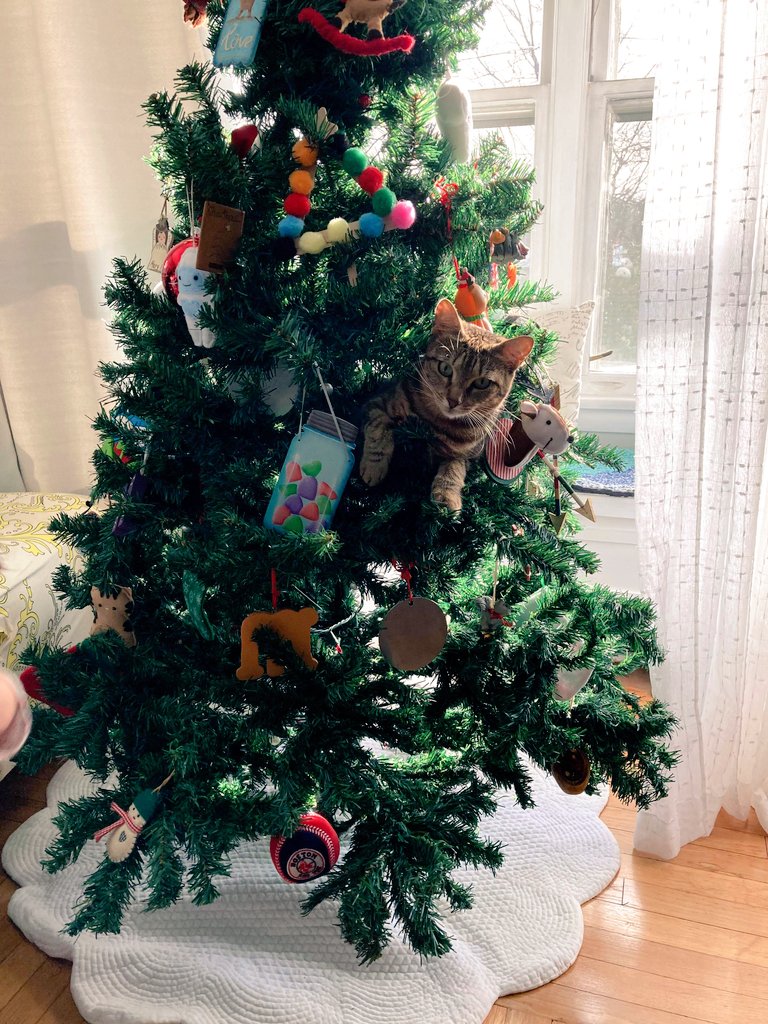 Ontologics's tweet photo. Houston we have a problem.
🐱 vs 🎄 
#WhoWillWin #TuneInToFindOut https://t.co/HII09nMjYb