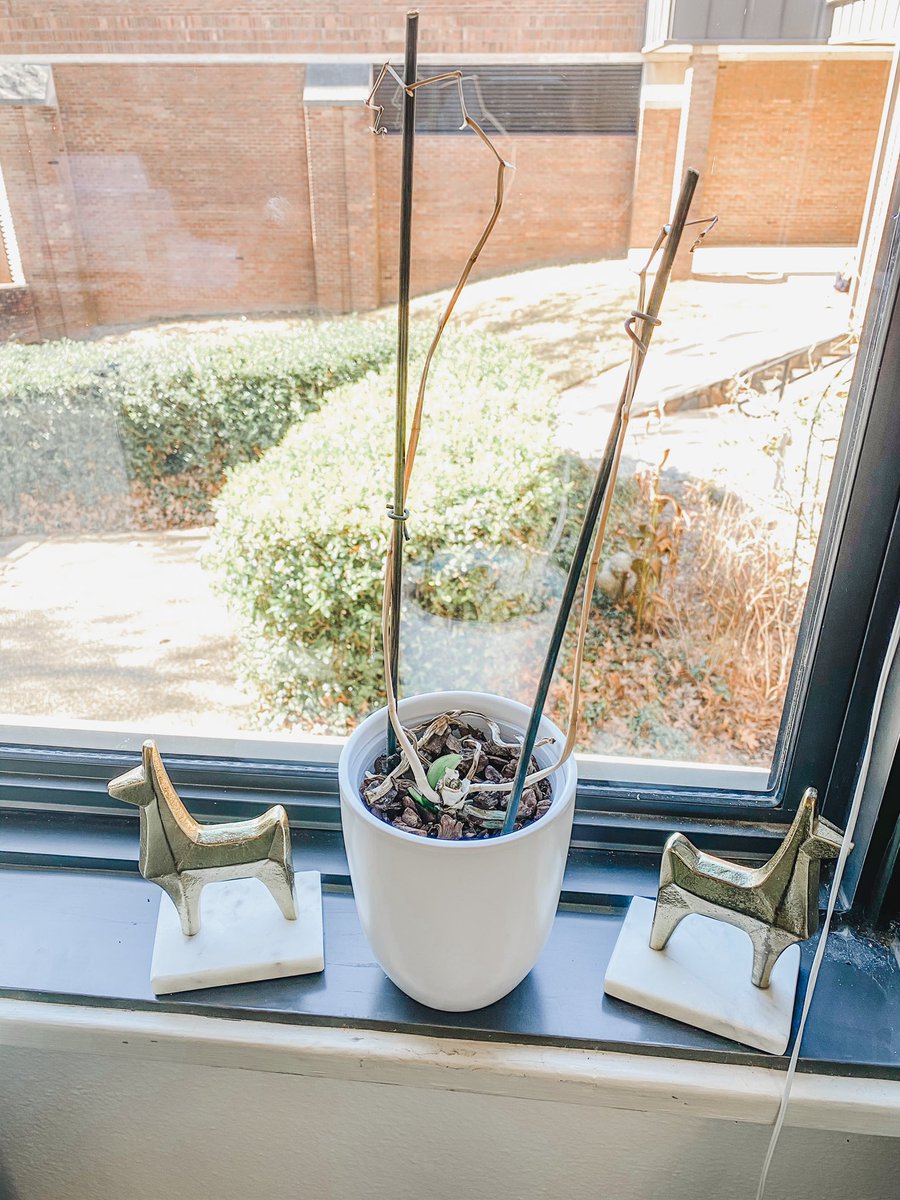 If my Twitter were a houseplant, it would look like this actual houseplant I very nearly killed from neglect 😆😬 But I’m back, now! Hey, Twitters 👋