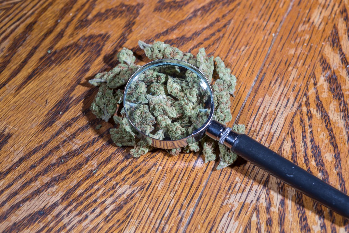 tomangell's tweet photo. BREAKING: The House of Representatives just passed a bill to expand marijuana research—including by forcing DEA to register more growers &amp; letting scientists study cannabis that consumers buy from state-legal dispensaries.

It was approved on a voice vote

https://t.co/WclCtUdyjK https://t.co/l9fIMeaoKe
