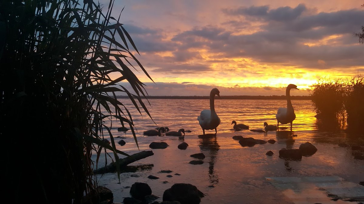 *Consider species and habitat through all site management plans*Management of council green space should be done in accordance with management plans. These plans need to consider existing biodiversity data (proactively gathered), with concrete SMART biodiversity objectives.