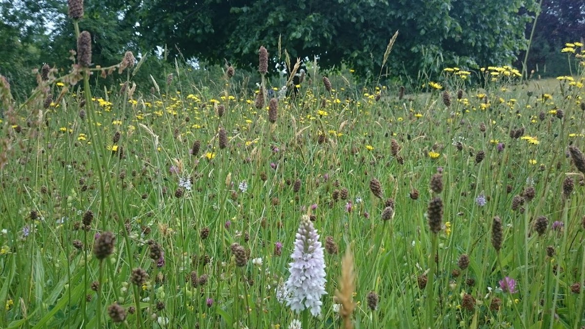 *Enhance biodiversity from site baseline*With established baseline how do we benefit the habitats and species already in existence? Species rich grassland present? Don't plant trees.Bats present? Then improve ecological connectivity of wood and trees,