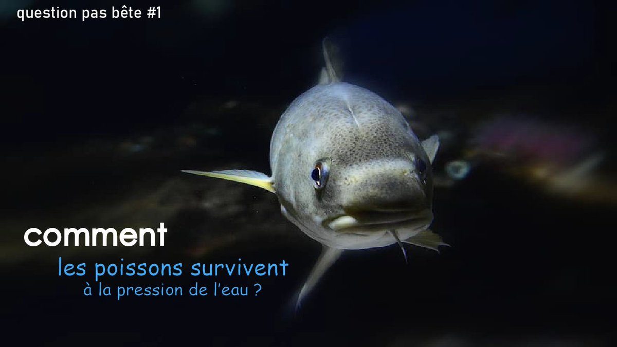 CodeScientix's tweet image. Salut à tous, sa fait longtemps que je me suis pas présenter et que j&apos;ai pas fait de vidéo.
il y&apos;aura prochainement une vidéo qui va sortir sur la chaine consacrer au question que vous pouvez poser