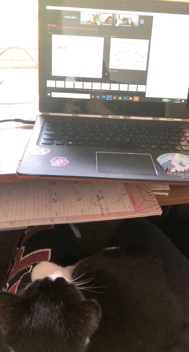 I luv studying w muver! We worked so hard this semester and got straight A’s!! #smartycats We will get our master’s degree this spring. Science will be just another thing im a master of 😈 #CatsofTwitter