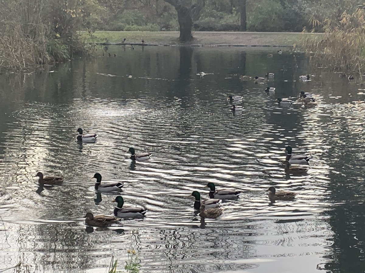 Wilsonatlarge's tweet photo. 3/3 Wilson and I then walked through Herschel Park to say 'hello' to the ducks. Wilson also let a toddler stroke him which was very exciting for the little boy. Can you spot the squirrel in the tree? @SloughCouncil @St_MarysPrimary @KimHanger @RaeCX https://t.co/5EDoGEiggs