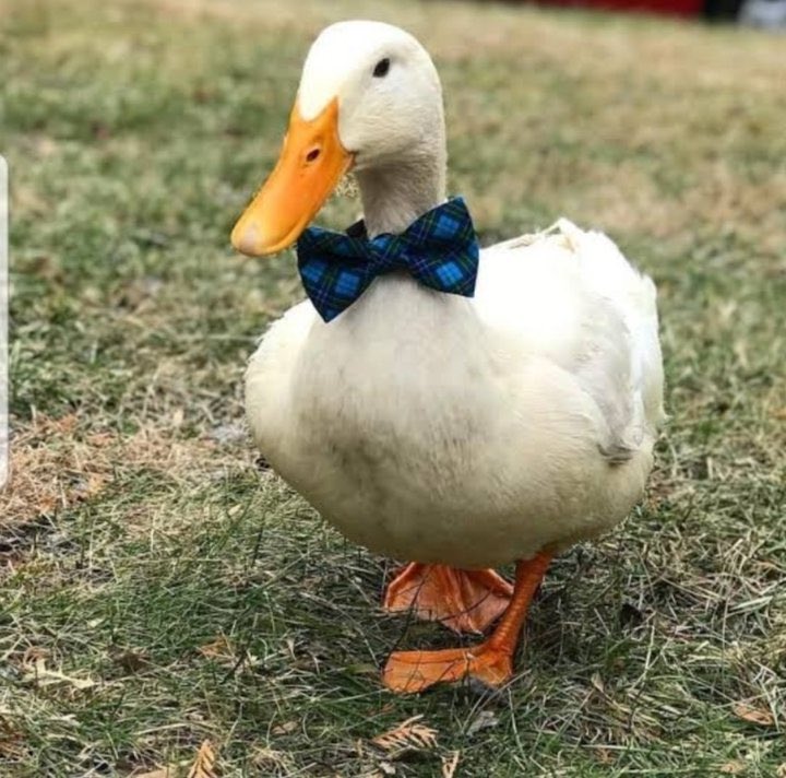 david tenn*nt as dicks [a thread]