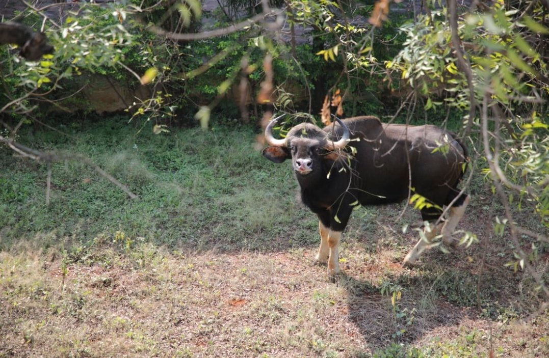❝Most Deadliest Species- Humans❞कोथरूडच्या एक गवा घुसला, लोक त्याच्या मागे धावले, तो गवा धाऊन धाऊन दमला शेवटी त्याच्या हृदयावर ताण येऊन तो मेला.पण प्राण्यांना संपवणे हे इतिहासात काही पहिल्यांदा झालेलं नाही. मुळात प्राण्यांच्या जमाती संपवणे ही माणसाची सगळ्यात सवय मोठी आहे.