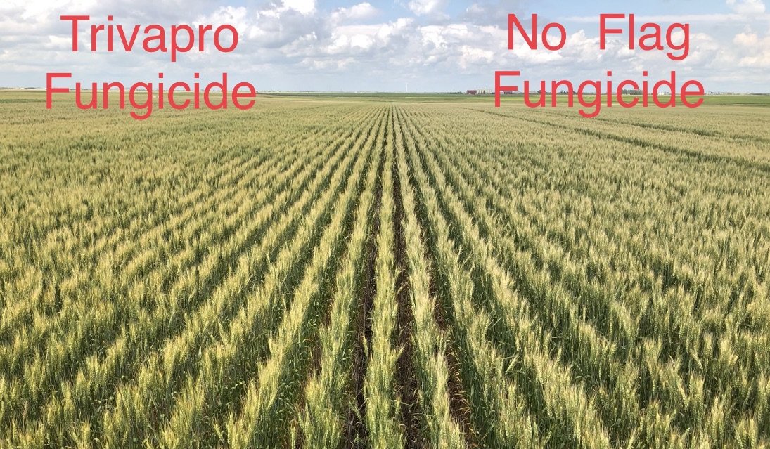Richardson_Farm's tweet photo. We had excellent results with @syngentacanada products in 2020 at the Farms. The new #Miravis brand fungicides turned out excellent results, the @NKSeedsCanada soybeans and SY Gabbro wheat did well at Kelburn. We are happy to have Syngenta at both farms. #FarmFriendFriday https://t.co/4hEhHypuCe