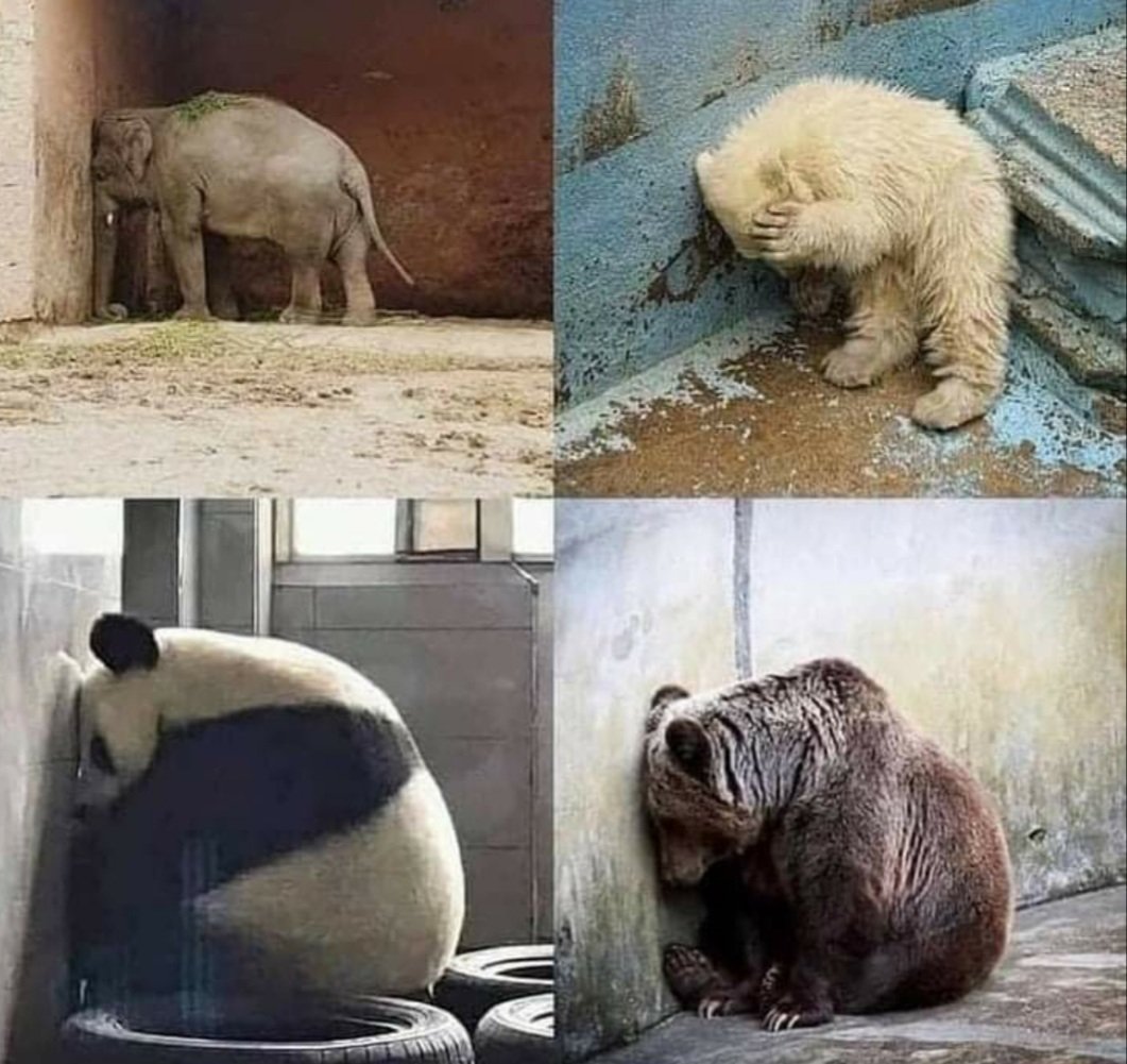 Miroslav6162's tweet image. Zoloski vrt je jedini zatvor na svetu gde su zatvorenici nevini..