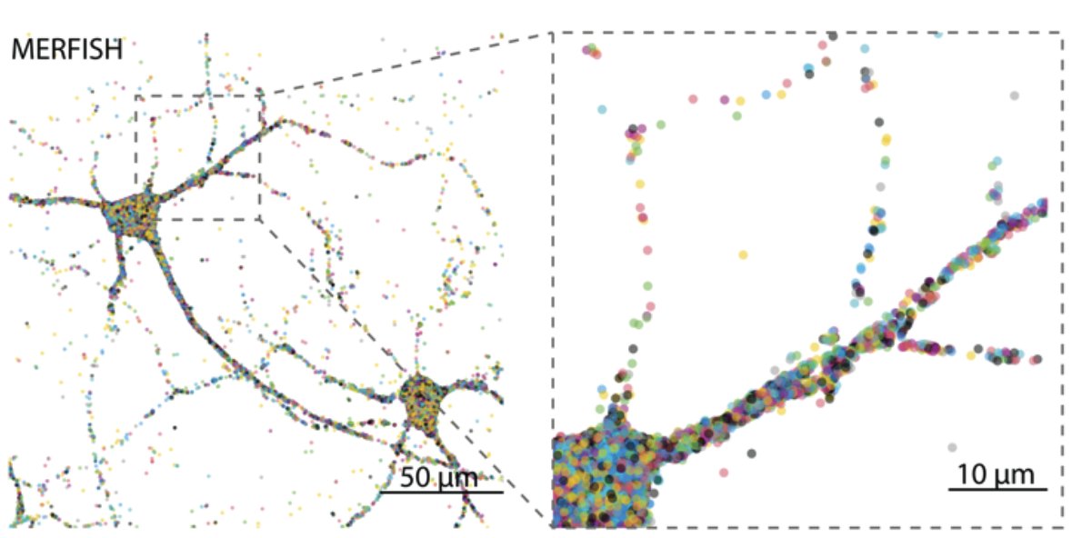 doctorveera's tweet photo. So far we've heard about gene expression patterns in different brain regions and brain cells. Here the authors went all the way inside of a single neuron and studied the gene expression patterns of different parts of a neuron. This is mind-blowing! 
https://t.co/HFNYyu8Utj https://t.co/JccfeGaNpi