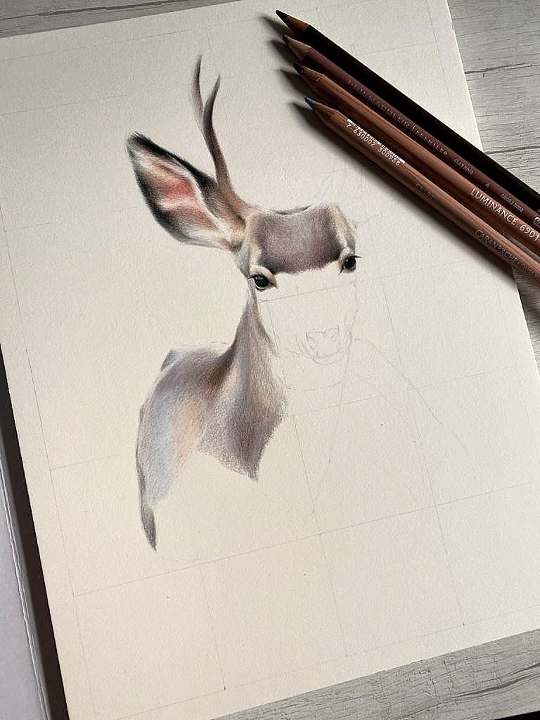 Here is the start of this beautiful deer 🦌

#deer #Christmas #coloredpencils #onfabrianopaper #wildlifeart #wildlifeportrait #art #commissionsopen