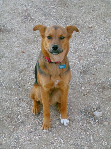 jtreejoe's tweet photo. My sweet Kittydog crossed the Rainbow Bridge at 2:30 today. She was outside in the sun, like she would have wanted. I told her that her task was done and that we would walk in the desert again. I thanked her and told her I loved her, then she slipped away. I am lost. https://t.co/wjLOG58HSO