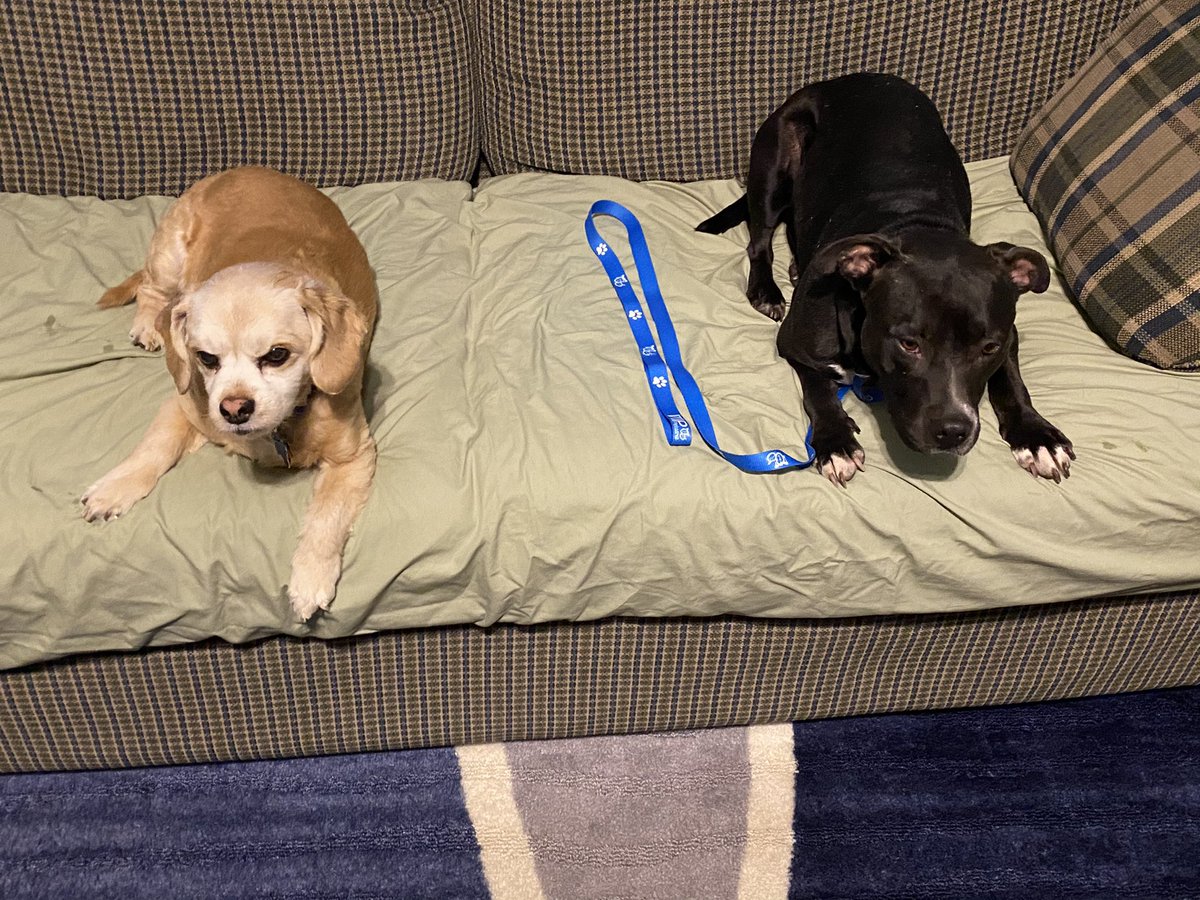 jacob_vietti's tweet photo. my mom’s dog, Minnie, got out today and has gone missing, last seen going South on Hemlock Rd towards the Woodridge subdivisions. She’s on a purple leash, very timid, any info is appreciated 💙 https://t.co/RlPIOIZCZm
