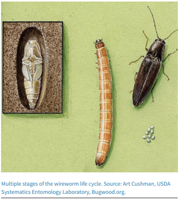 roody32609's tweet photo. "When wireworms made their comeback following the delabeling of Lindane in wheat, farmers at first struggled with identifying the problem, with the poor stands caused by wireworm infestations misidentified as weed problems." Happy #WirewormWednesday https://t.co/ZXrsBvHEiW https://t.co/atBRWaTNfh