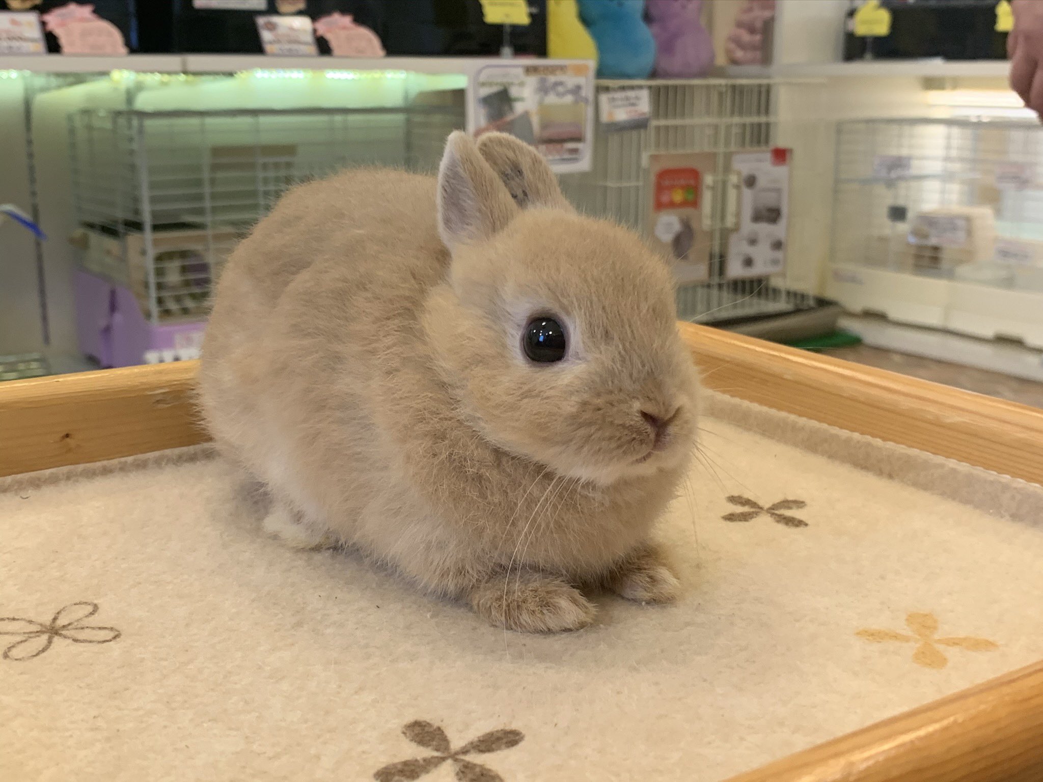 ট ইট র うさぎのあめ 生後2ヶ月 お迎え前 生後5ヶ月 違いわかるかな 成長もだけど まだたった3ヶ月しか一緒に過ごしてないという事実にびっくり もっと長い間一緒にいる気がしてた これ見た人はうさぎの成長した画像貼れ T Co