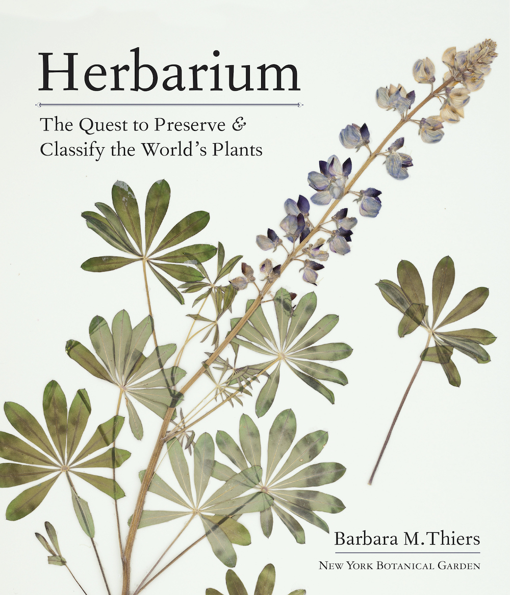 NYBG's tweet photo. With her new book "Herbarium" now on shelves, NYBG's Barbara Thiers joined our friends at @indfnsofplnts this week to dive into the past, present, and future of these important collections. Check out the new episode: https://t.co/GuZJUgovOm https://t.co/w9KOhPLIF3