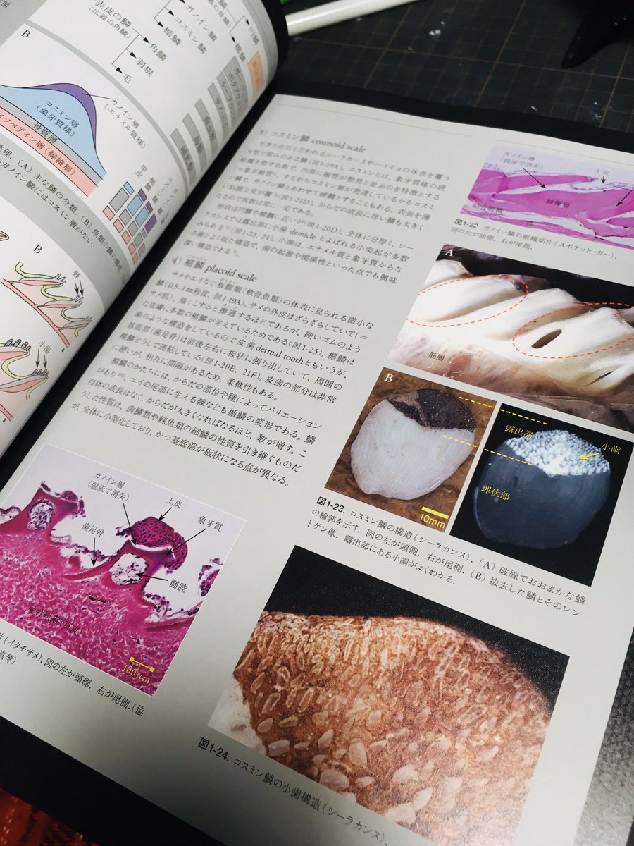 かわさきしゅんいち 絵本作家 動物画家 ヤバい本が出ていました 鱗の進化 構造 機能を魚から鳥類まで網羅する 鱗の博物誌 ほんと今日たまたまこれ的知識がほしいなって本屋に行ったんですけど グラフィック社さんまさかぼくのために作ってください かわさきしゅんいち 絵本作家 動物画家 ヤバい本が出ていました 鱗の進化 構造 機能を魚から鳥類まで網羅する 鱗の博物誌 ほんと今日たまたまこれ的知識がほしいなって本屋に行ったんですけど グラフィック社さんまさかぼくのために作ってください