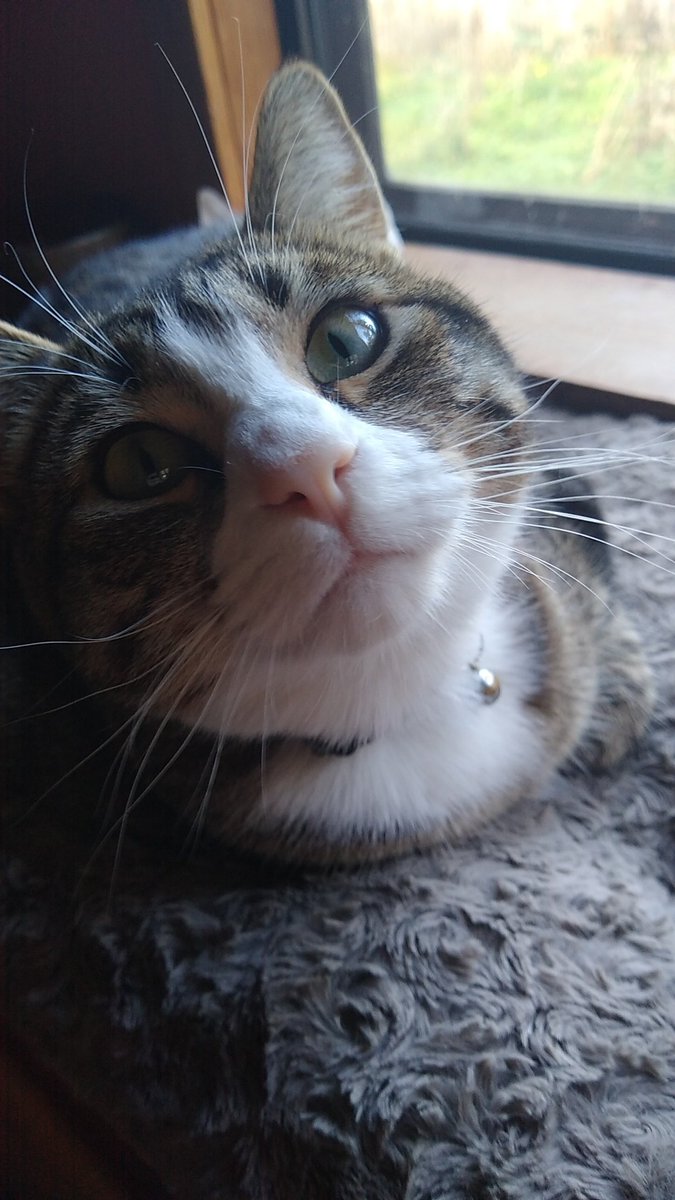 TheWorstGenera7's tweet photo. Well, my computer is not doing well. So we'll see if I can get a video or anything out this week. ETA on receiving my computer back is week after next so I might just do something fun this time. 

Also here's a picture of my cat. https://t.co/SU5CzbkWRV