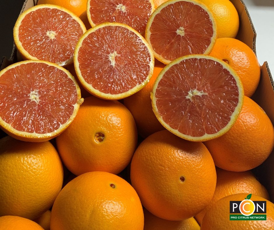 CitrusPro's tweet photo. This just in- freshly picked, California Cara Cara Oranges! Cara Caras are Navel Oranges &amp; are known as the power orange! They are high in Vitamin A &amp; C,  fiber, &amp; a natural source of Lycopene. They have a deep pink interior, are seedless, &amp; quite sweet with very low acid.🍊 https://t.co/QSWnEeBkuu