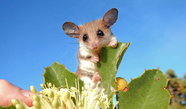 一年前の森林火災による絶滅が心配されていたピグミーポッサムちゃん 生きてた Togetter 一年前の森林火災による絶滅が心配されていたピグミーポッサムちゃん 生きてた Togetter