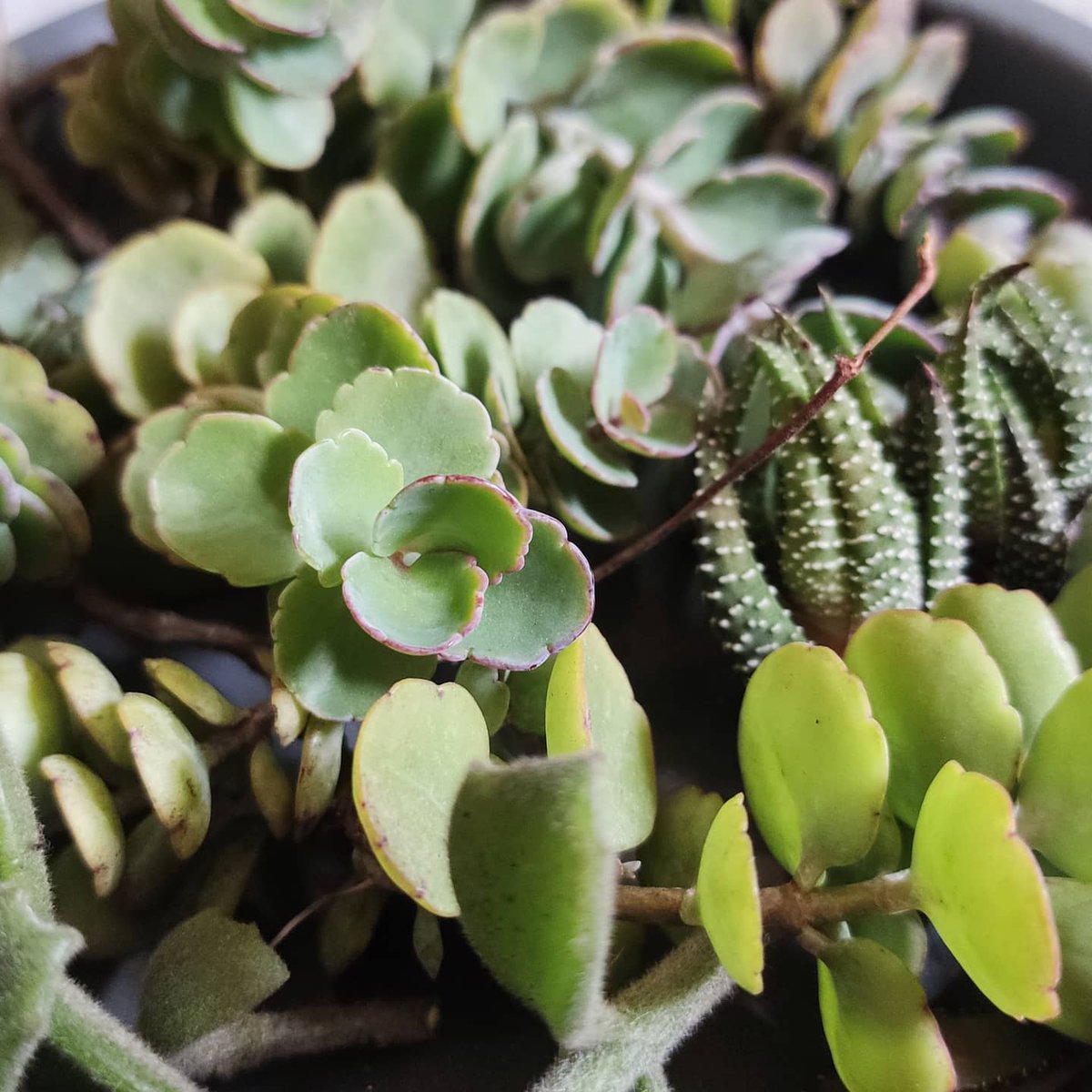 Sedumspurium Sedumspurium
