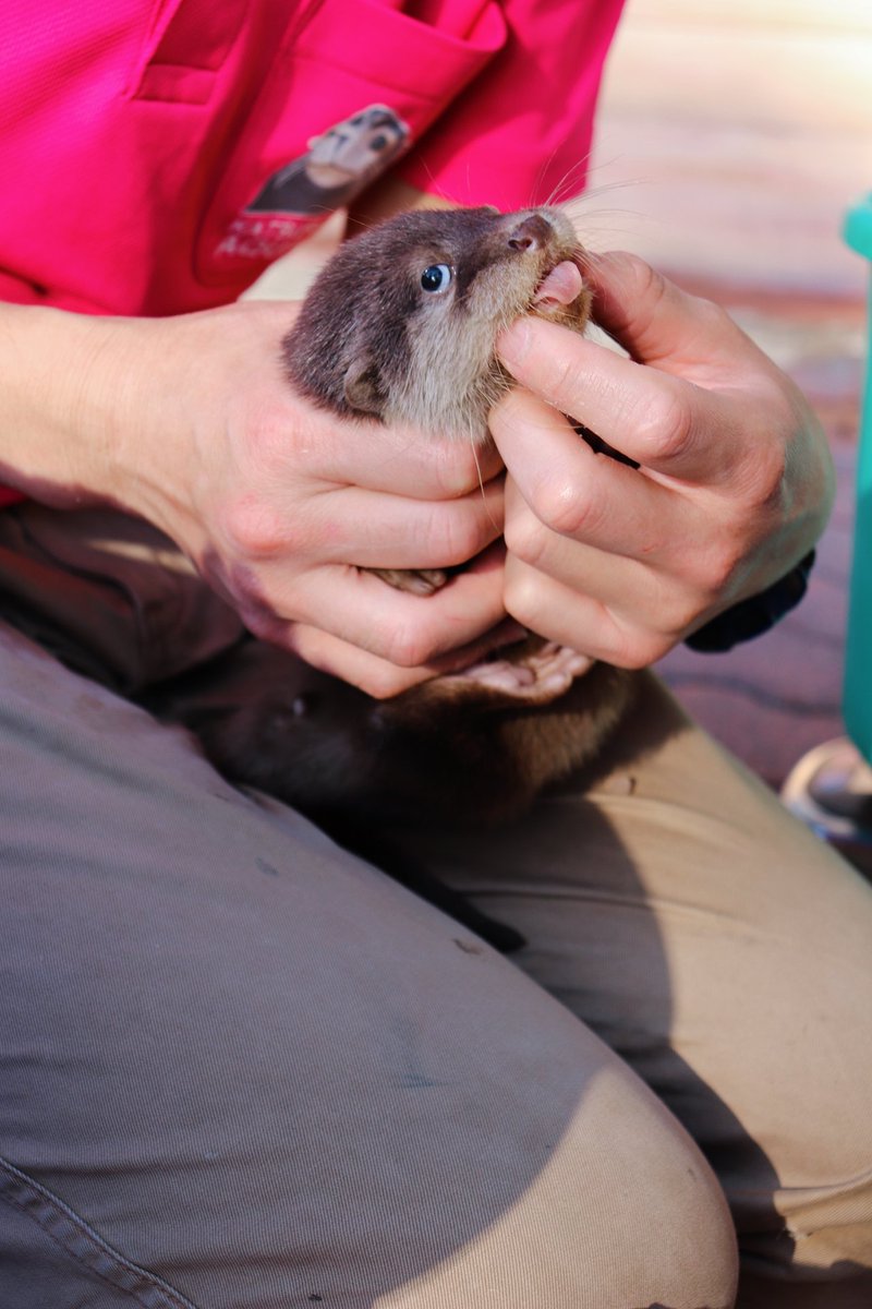 離乳を拒んでいたカワウソの赤ちゃんさんが鯖の美味しさに気づくご様子と成長記録と Togetter