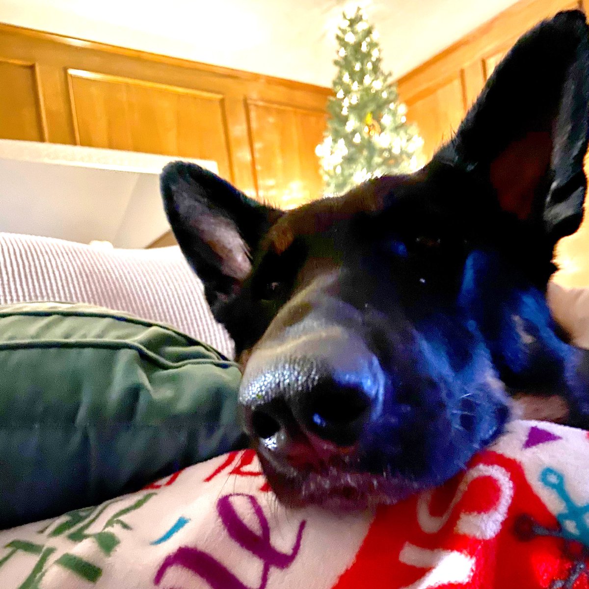 techncolorzebra's tweet photo. Recovering from today’s #ivketamine equals #deeppressuretherapy from the #incredible Gunner the Service Dog! ❤️🎄
#servicedog #gunnertheservicedog #scoutslegacyservicedogs #disability #spoonie #migraine #chronicmigraine #csfleak #spinalheadache #chiarimalformation https://t.co/egiXw7PcS6