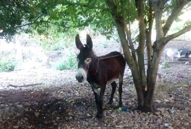 A donkey was tied to a tree. One night a ghost cut the rope and released the donkey.The donkey went and destroyed the crops in a farmer's land. Infuriated, the farmer's wife shot the donkey and killed it.