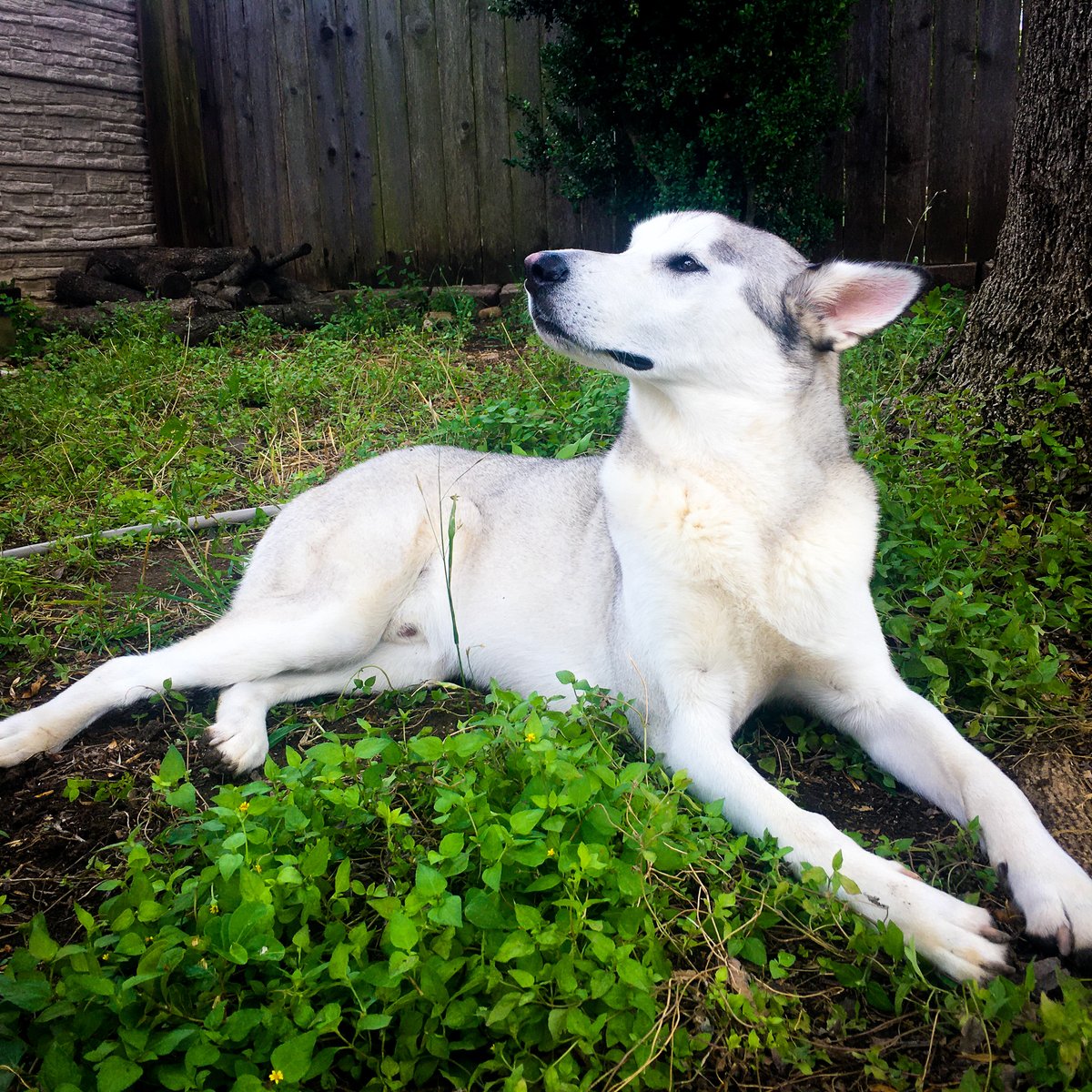 loud_uh's tweet photo. Riker - My boy needed his own post. I tried to make the grass greener and played around with vignette for these. #txstmultimedia https://t.co/OXZkCfd8so