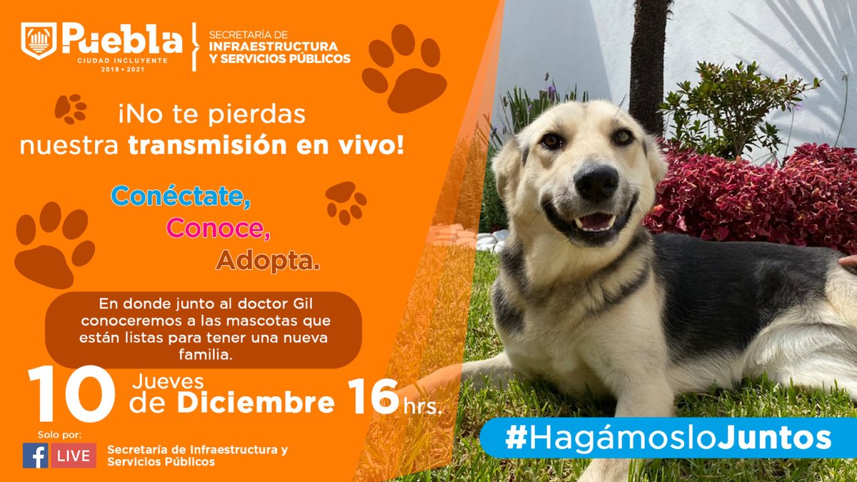 Este jueves, 10 de diciembre, te esperamos para seguir en 💻 vivo la transmisión de las 🐶 Pláticas de Tenencia Responsable de tus Mascotas, abordaremos un tema muy importante, adopción de mascotas "Conéctate, conoce y adopta". No te lo puedes perder, arrancamos a las 4:00 pm.
