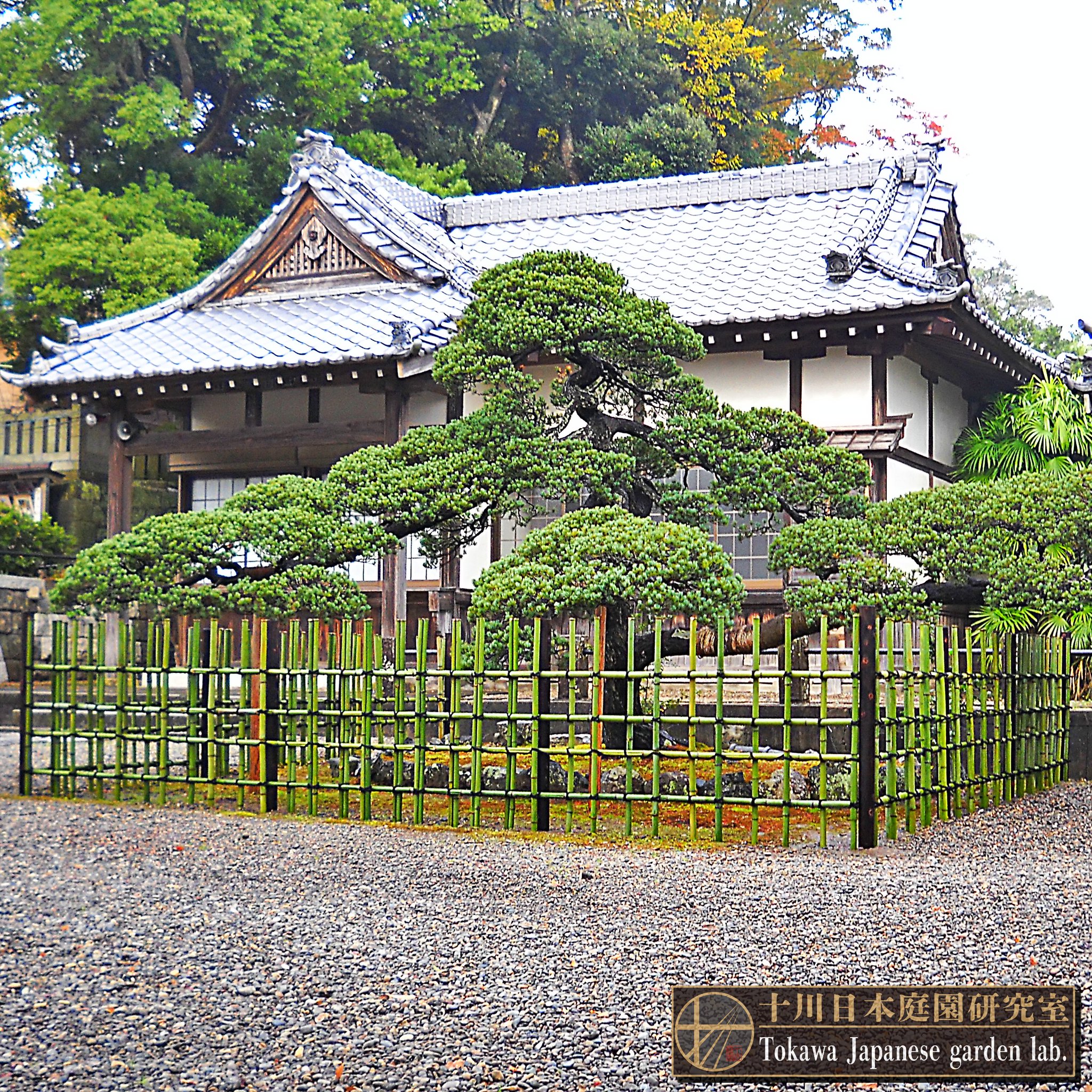 十川日本庭園研究室 十川日本庭園研究室です 写真は樹齢が約150年以上と推定される五葉松 五葉松は不老長寿の象徴 竹垣は 四つ目垣 シンプルですが職人の技術が要求されます 四つ目垣の作り方は弊社のhpブログでも公開しています ご興味のある方は