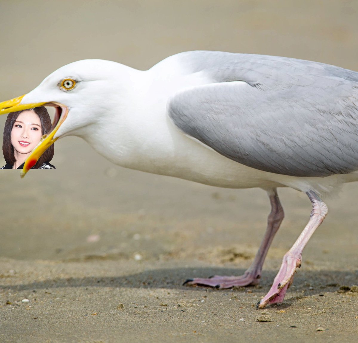 haseul seagull
