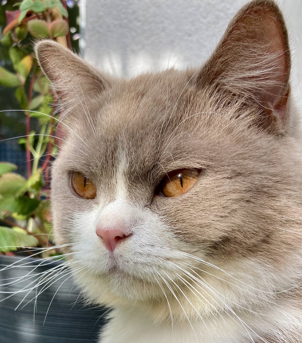 Olaf_Chat's tweet image. ⚫️ Je suis parti cette nuit à la Grande sieste, les chamis. Même si mes numains ils sont inconsolables, je voulé vous laisser un message d'espoir comevoissi. 
Bisounez. 
Votre Olaf ❤️