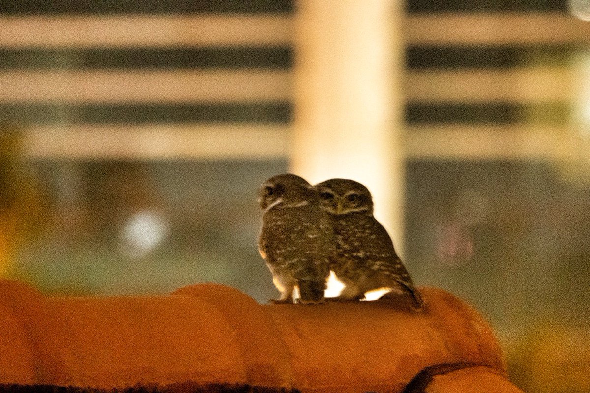 AratiKumarRao's tweet photo. I heard them@ 8PM yday &amp; peeked out of the window. There, silhouetted against an indigo sky, were 2 ovals on legs, whispering in each other’s ears. 

I ran up, camera in hand. There was little light on them ergo resolution is dismal :)

#owls #goobe
#SpottedOwlets #UrbanWildlife https://t.co/UMbD4HyTqv