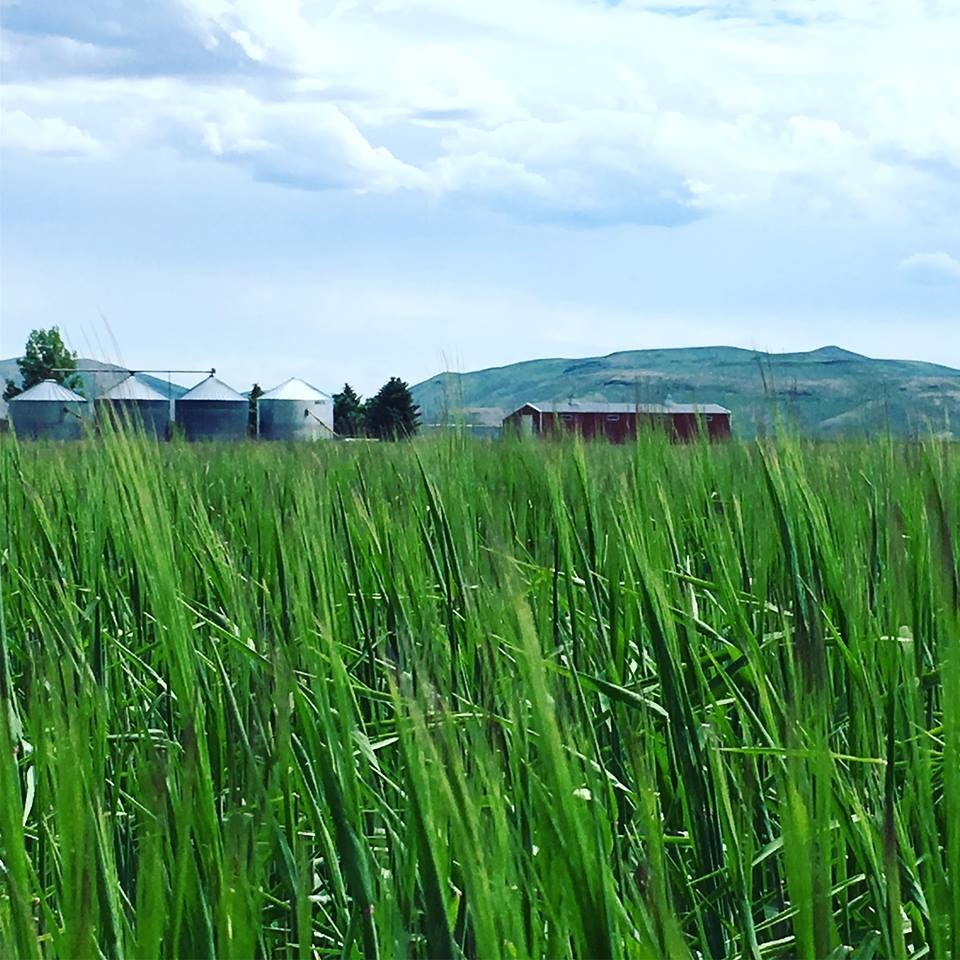 Sun Valley Institute (@sunvalleyinst) on Twitter photo In 2020, we distributed over 1,500 copies of the Locally Grown Guide, the comprehensive resource for eating local in the Wood River Valley to raise awareness of our local food producers and vendors. Help us make the 2021 Locally Grown Guide even better: bit.ly/SVIR2020 In 2020, we distributed over 1,500 copies of the Locally Grown Guide, the comprehensive resource for eating local in the Wood River Valley to raise awareness of our local food producers and vendors. Help us make the 2021 Locally Grown Guide even better: bit.ly/SVIR2020