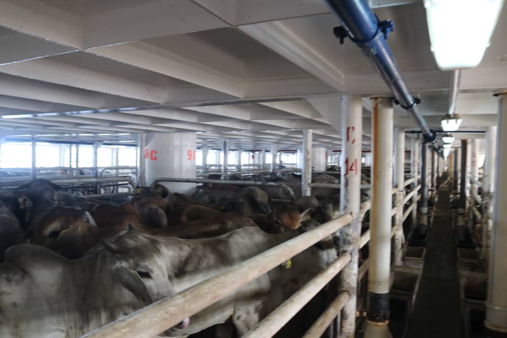 Bolipuertos__ve's tweet photo. #OperatividadPortuaria 🚢 ⚓Las recientes labores de exportación desde @P_PuertoCabello potencian los planes de diversificación de la economía nacional, muestrando las bondades que ofrecen nuestros Puertos y su evolución para garantizar la logística de exportación 🇻🇪 #Bolipuertos https://t.co/S3w4xSS0yT