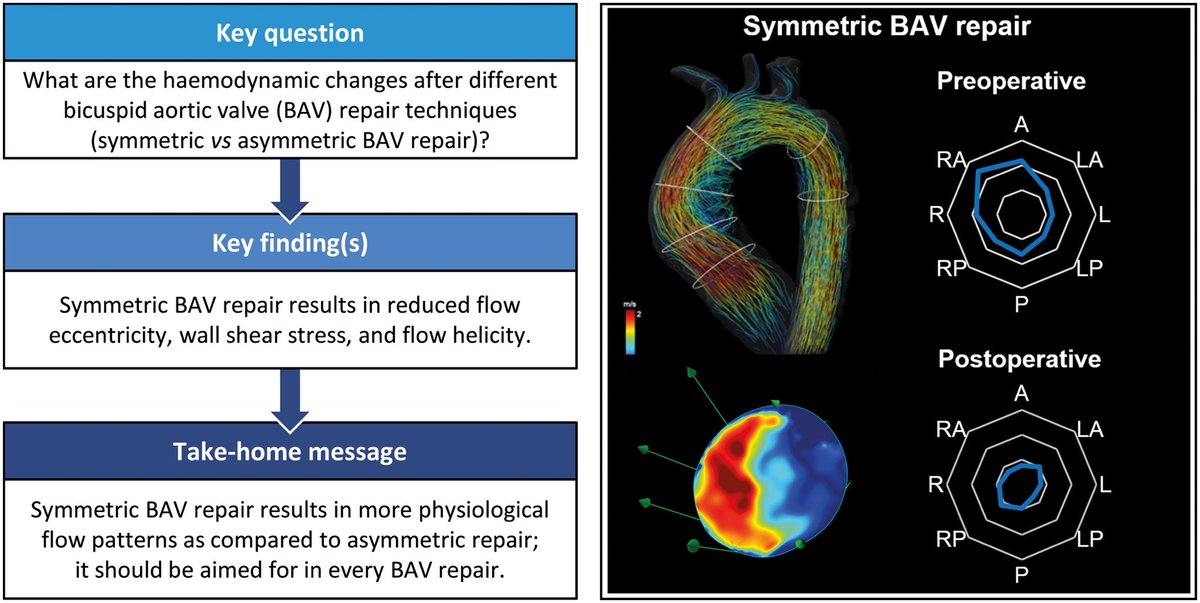 Important insights into the hemodynamic changes after BAV repair! doi.org/10.1093/ejcts/… @EACTS_Journals #EJCTS