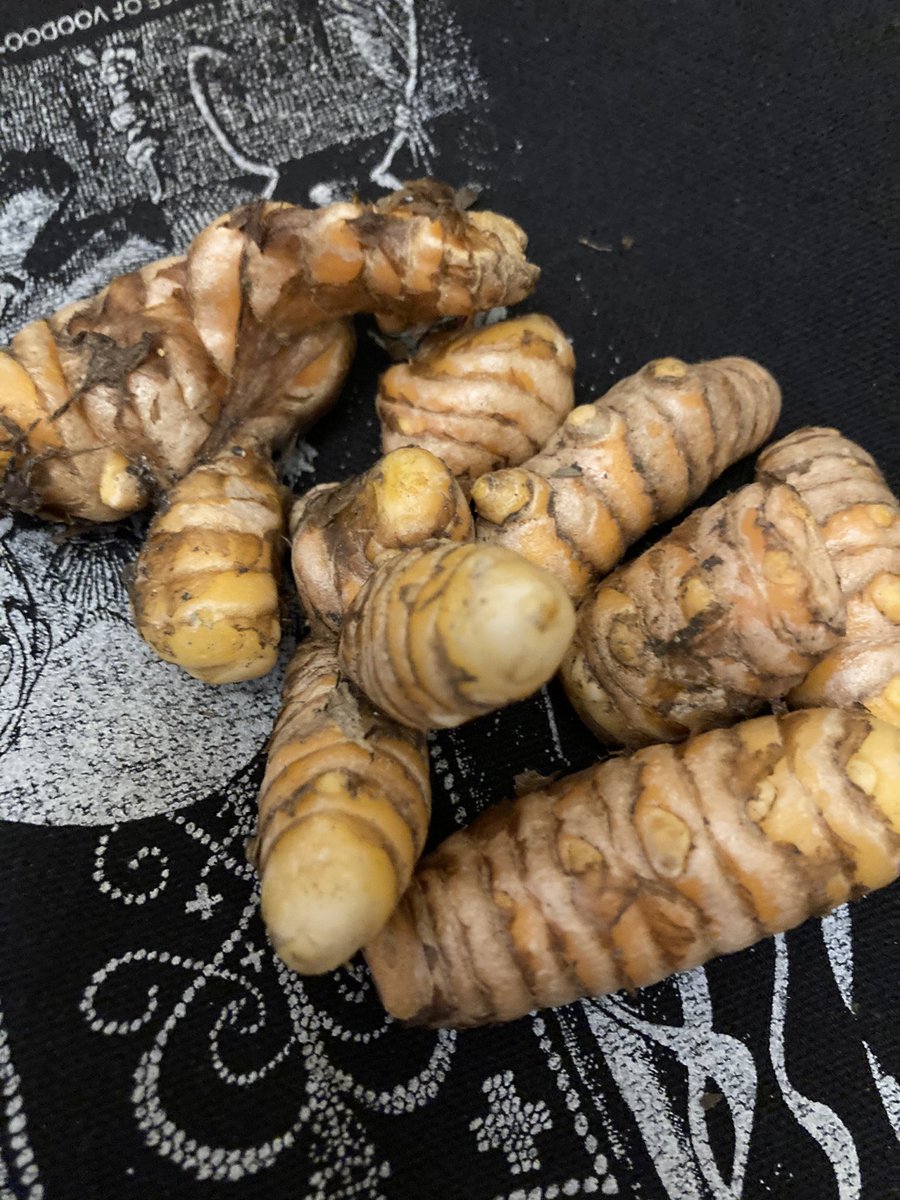 TheDivinePrince's tweet photo. Magical #WhatsEDIBLEinYourYard
#WhatsMEDICINALinYourYard
#LOVEmyNewOrleans #herbs #LOVEmyTreme #VoodooIsNature #NewOrleansBotanicas #hoodoo #IVoodoo #obeahman #Obeah #HoodooCentral #RootWorker #MsGloriasGarden #CityOfYES #RespectTheLegacyofMarieLaveau #RespectTheVoodoo #bokor https://t.co/Vr1PrBrtqn