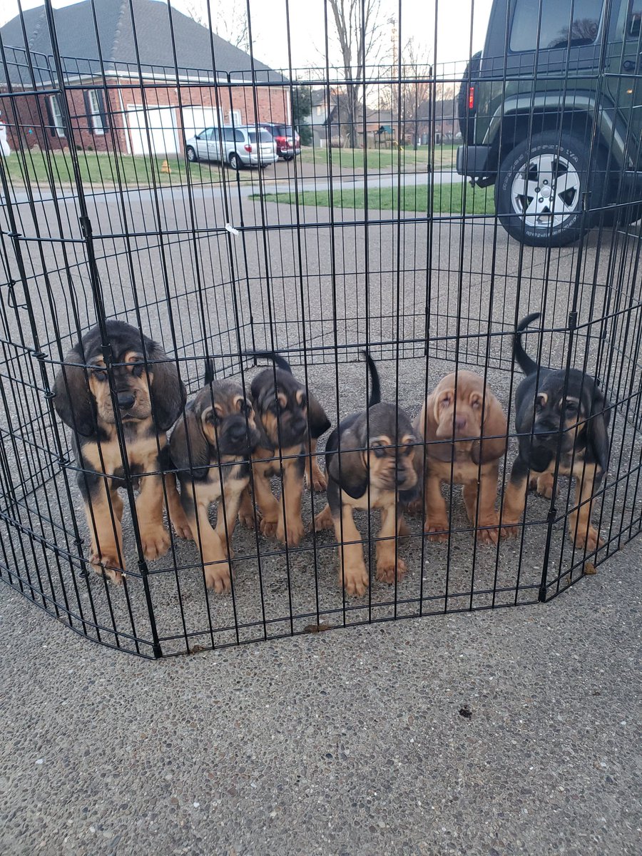 Vet checked and feeling good.  #bloodhound#wrinkles#drool#howl&amp;jowls
