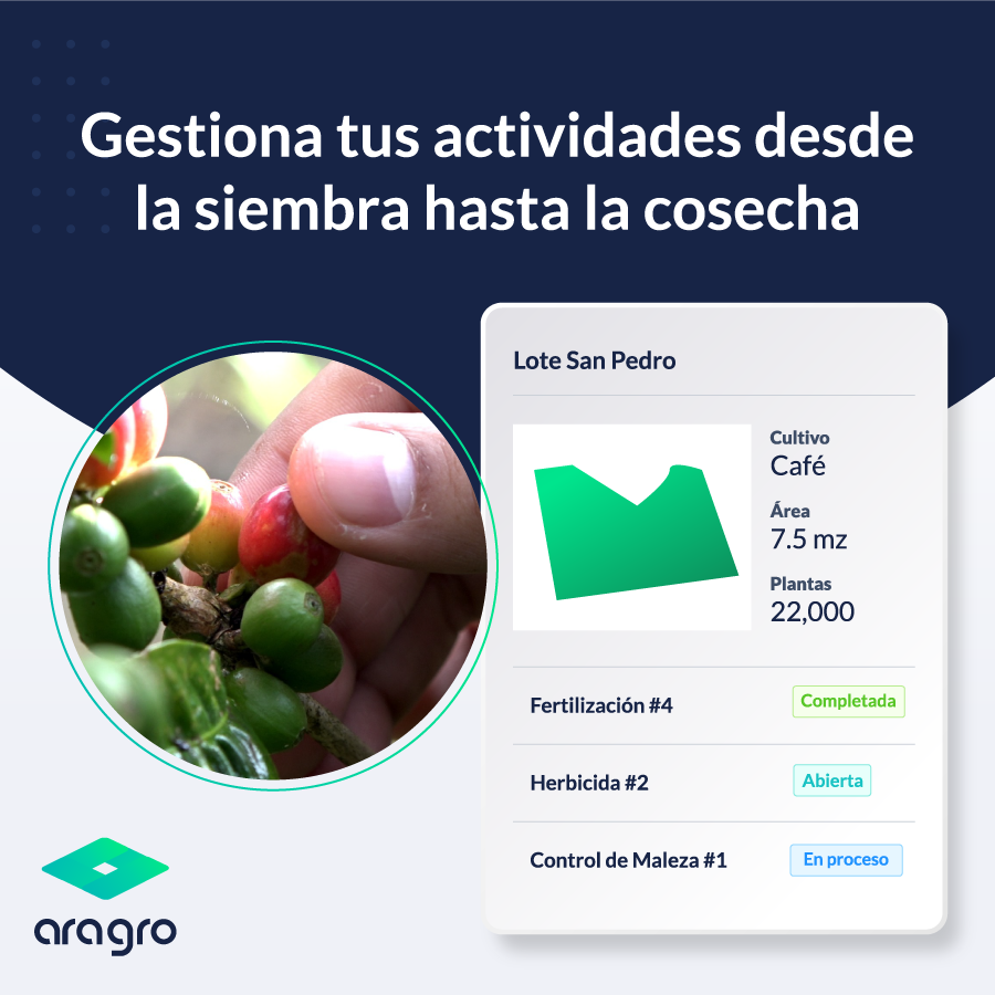 AragroApp's tweet photo. ¿Te imaginas tener todos tus datos agrícolas en un mismo lugar?👩🏻‍🌾💭
Planifica, monitorea y analiza todos los procesos de tu finca, estés donde estés, con nuestro #AgroSoftware -> 🌱📲 #Aragro https://t.co/Mms7EtpB8b