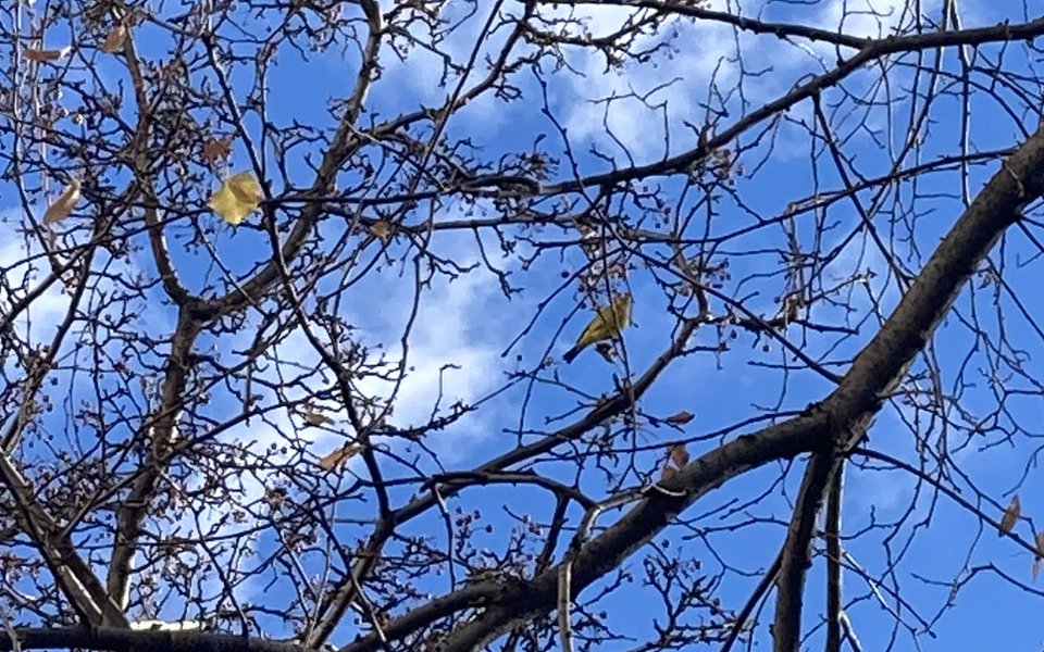 I asked one photographer if he knew what was going on. In a soft voice he explained that a Western Tanager, a bird seldom seen in New York, had been spotted on West 22nd Street. "Look closely at the yellow leaf above the thick branch." 6/8
