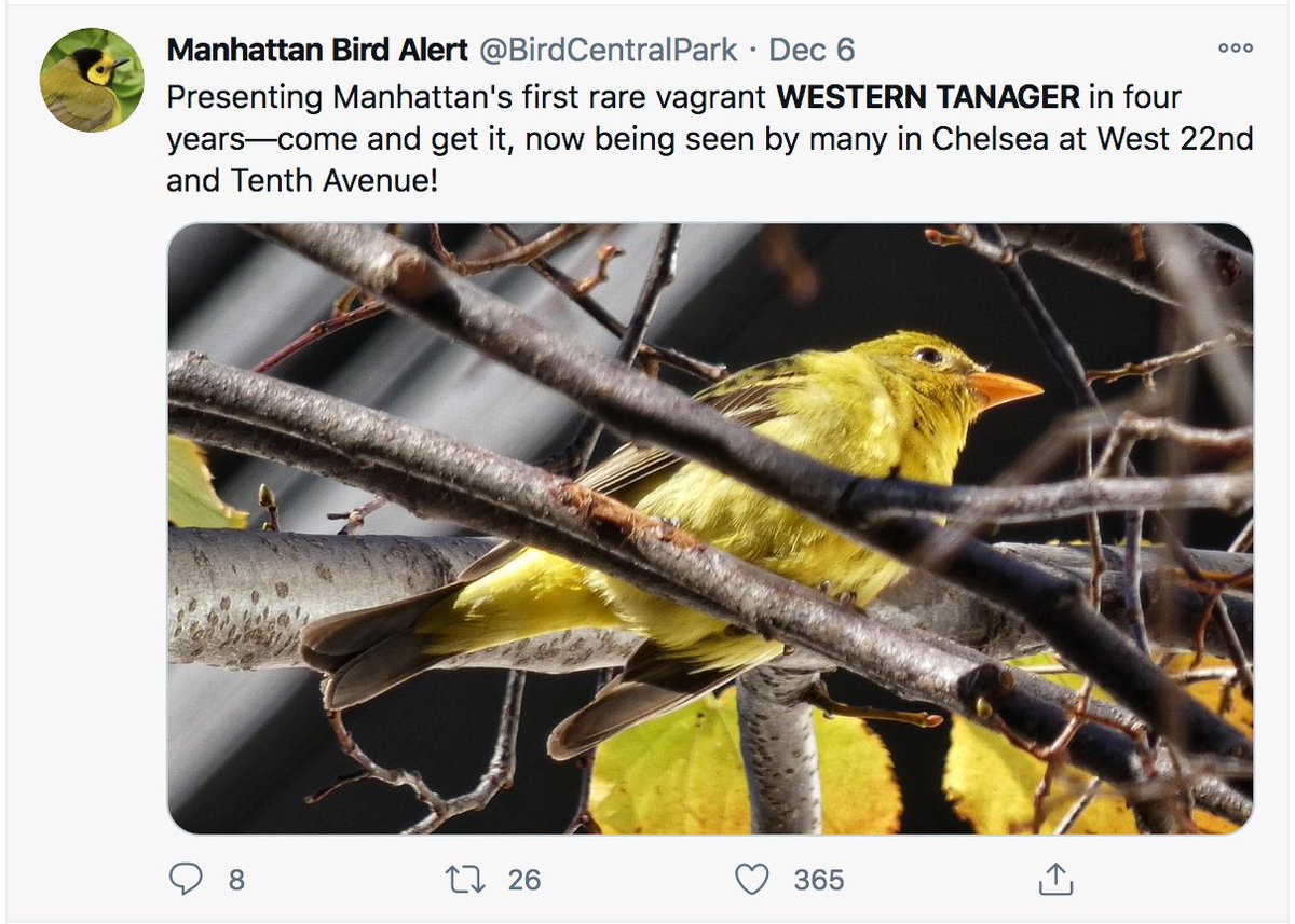 The bird, he told me, hadn't been seen in New York in four years, and may have been carried in by recent west winds (we were, after all, in West Chelsea). I felt great relief that all these folks had gathered--not to witness another 2020 loss--but rather to see a rare bird. 7/8